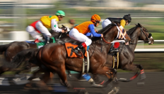 group of race horses